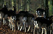 Photo ofFallow Deer (Dama dama). Photographer: 
