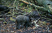 Wild boar looking for food (captive animal)