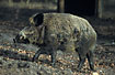 Boar with canines cut off (captive amimal)