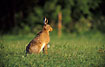 Hare in evening sun