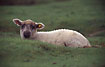 Lamb in the marsh