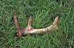 Antlers from a Red deer