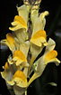 Close-up of Common Toadflax