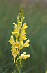 Inflorescence of Common Toadflax