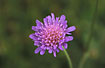 Inflorescence of Field Scabious