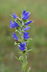 Inflorescence of Vipers-bugloss