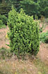 Photo ofCommon Juniper (Juniperus communis). Photographer: 