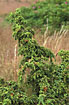 Unripe berries on Common Juniper