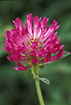 Photo ofZig-Zag Clover  (Trifolium medium). Photographer: 