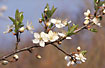 Photo ofFruit tree sp. (Prunus sp.). Photographer: 