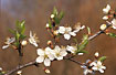 Foto af Frugttr sp. (Prunus sp.). Fotograf: 