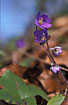 Foto af Bl Anemone (Hepatica nobilis). Fotograf: 