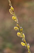 Photo ofWillow (Salix sp.). Photographer: 