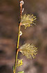 Photo ofWillow (Salix sp.). Photographer: 