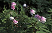 Pink group of Wood Anemones