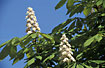 Photo ofHorse-chestnut (Aesculus hippocastanum). Photographer: 
