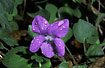 Morning dew on Common Dog-violet