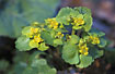 Photo ofAlternate-leaved Golden-saxifrage (Chrysosplenium alternifolium). Photographer: 