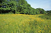 Meadow with buttercups