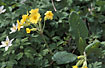 Photo ofPrimrose x Cowslip (Primula veris x vulgaris). Photographer: 