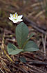 Photo ofChickweed Wintergreen (Trientalis europaea). Photographer: 