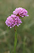 Two flower heads of Thrift