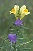 Foto af Almindelig Torskemund og Smalbladet Klokke (Linaria vulgaris et Campanula persicifolia). Fotograf: 