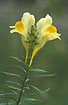 Foto af Almindelig Torskemund (Linaria vulgaris). Fotograf: 