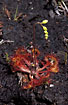 Photo ofRound-Leaved Sundew (Drosera rotundifolia). Photographer: 