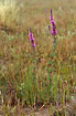 Foto af Kattehale (Lythrum salicaria). Fotograf: 