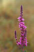 Close-up of Purple-loosestrife