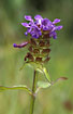 Foto af Almindelig Brunelle (Prunella vulgaris). Fotograf: 