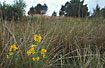Yellow Loosestrife in bog