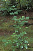 Photo of (Sorbus torminalis). Photographer: 