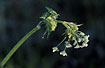 Photo ofCow-Parsley, Keck (Anthriscus sylvestris). Photographer: 