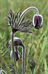 Photo ofSmall Pasque Flower (Pulsatilla pratensis). Photographer: 