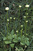 Foto af Almindelig Leverurt (Parnassia palustris). Fotograf: 