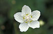 Grass-of-Parnassus Flower