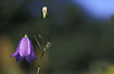 Foto af Liden Klokke (Campanula rotundifolia). Fotograf: 