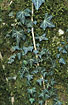 Common Ivy on mossy tree