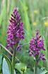 Two Western Marsh-orchids