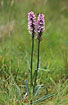 Photo ofHeath Spotted-orchid (Dactylorhiza maculata ssp. maculata). Photographer: 