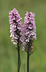 Flowers of Heath Spotted-orchid
