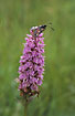Heath Spotted-Orchid and Burnet Moth (Zygaena trifolii)