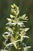 Close-up of Lesser Butterfly-Orchid