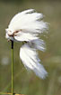 Common Cottongrass in wind