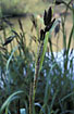 Foto af Tykakset Star (Carex riparia). Fotograf: 