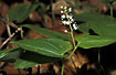 Foto af Majblomst (Maianthemum bifolium). Fotograf: 