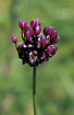 Photo ofSand Leek (Allium scorodoprasum). Photographer: 