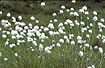Hares-tail Cottongrass